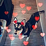 Princess joined the competition — help win amazing prizes! dog, canine, pet, indoor, floor, wall, hearts, overlay, love, cute, looking_up, ears, fur, tail, wood_floor, home, animal, companion, adorable, playful