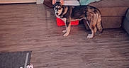 Princess is registered to the contest to win money with this photo: dog, living_room, wooden_floor, couch, blanket, slippers, nike, door, curtains, table, box, indoor, pet, home, floor, window, furniture, animal, casual, cozy