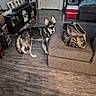 Princess joined the competition — help win amazing prizes! dog, husky, living_room, flooring, couch, ottoman, bag, shelf, dvds, framed_photos, door, curtains, cooler, slippers, wood_floor, furniture, pet, indoor, canine, home