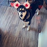 Princess is registered to the contest to win money with this photo: dog, pet, flooring, wood_floor, indoor, food_dispenser, water_dispenser, hearts, digital_filter, black_and_white, standing, ears_filter, cute, loving, kitchen, container, animal, floor, looking_up, domestic