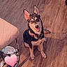 dog, indoor, floor, wooden_floor, chair, pet, happy, sitting, blue_eyes, smiling, ears, tail, fur, domestic_animal, looking_up, home, animal, cute, companion, friendly