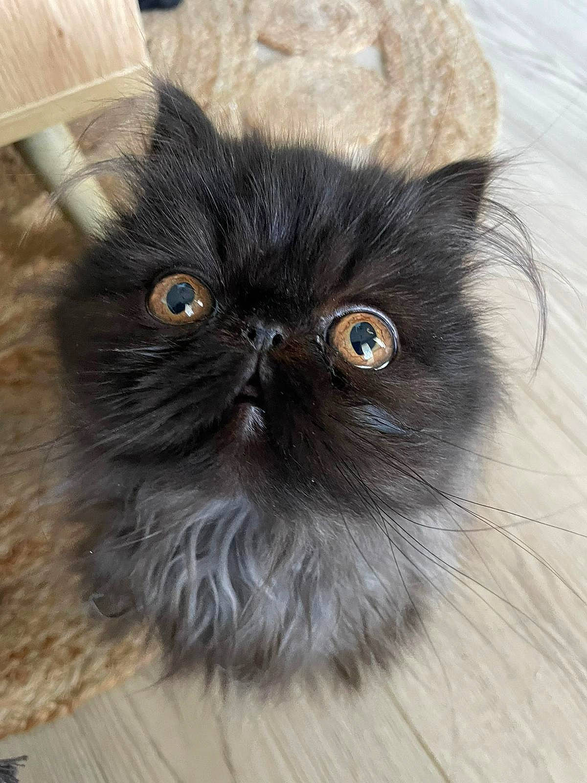 Shadow participe au concours pour gagner de l'argent avec cette photo : carnivore, cat, close_up, fawn, felidae, fur, plant, small_to_medium_sized_cats, snout, terrestrial_animal, whiskers