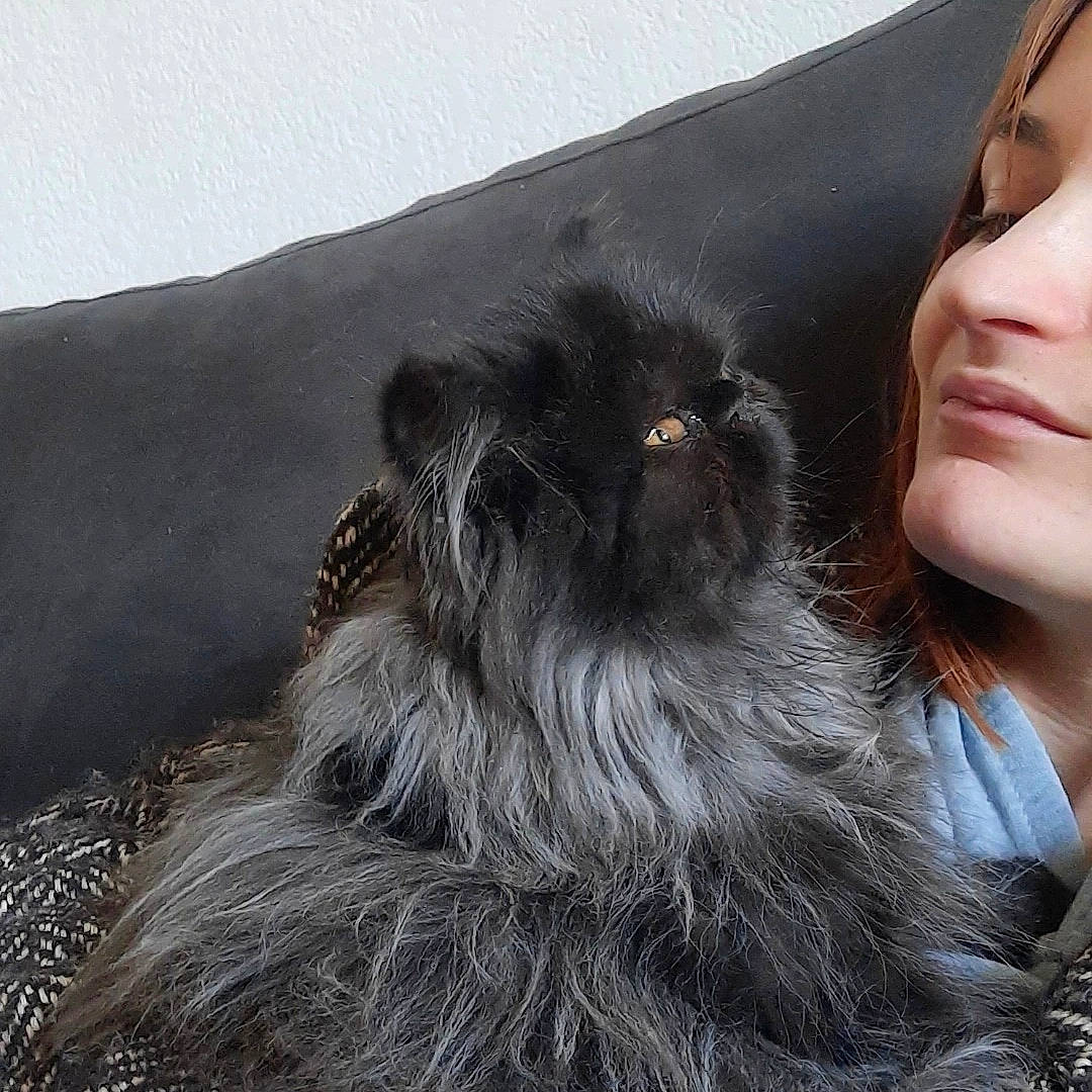 Shadow a rejoint le concours — aidez-le/la à gagner de superbes lots ! british_longhair, canidae, carnivore, cat, claw, comfort, companion_dog, dog_breed, fawn, felidae, fur, grey, liver, sky, small_to_medium_sized_cats, snout, sporting_group, tail, terrestrial_animal, whiskers