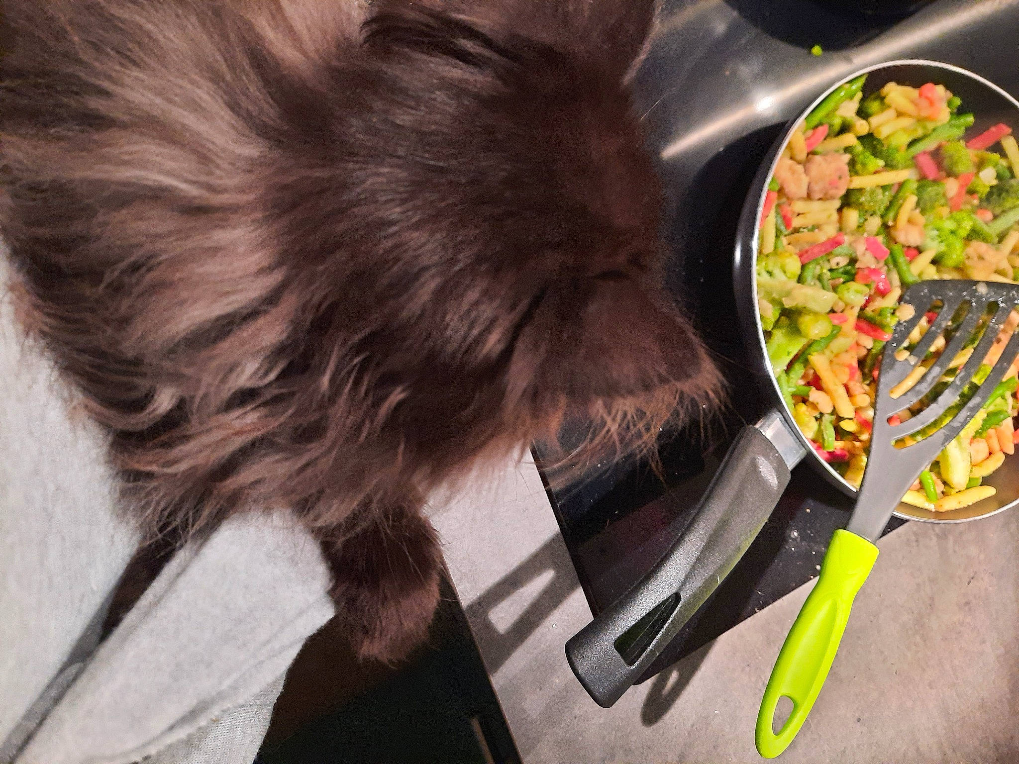 Shadow participe au concours pour gagner de l'argent avec cette photo : carnivore, comfort_food, companion_dog, cooking, cookware_and_bakeware, cuisine, dish, felidae, food, frying_pan, fur, ingredient, produce, recipe, small_to_medium_sized_cats, tableware, tail, terrier, vegetable, whiskers