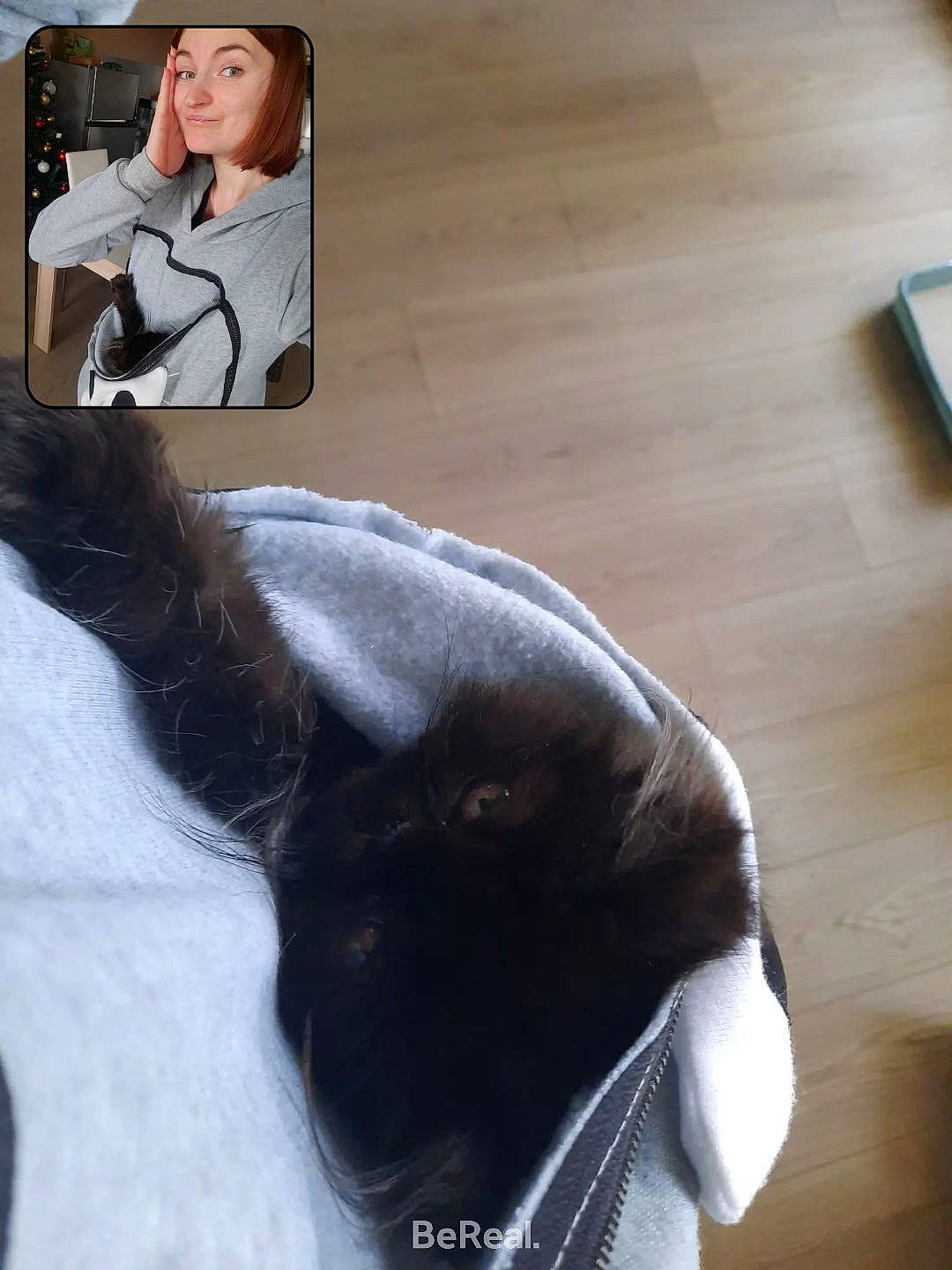 Shadow participe au concours pour gagner de l'argent avec cette photo : carnivore, cat, comfort, companion_dog, dog_breed, eye, fawn, felidae, flooring, hardwood, head, human_leg, mammal, small_to_medium_sized_cats, snout, tail, vertebrate, whiskers, wood, working_animal