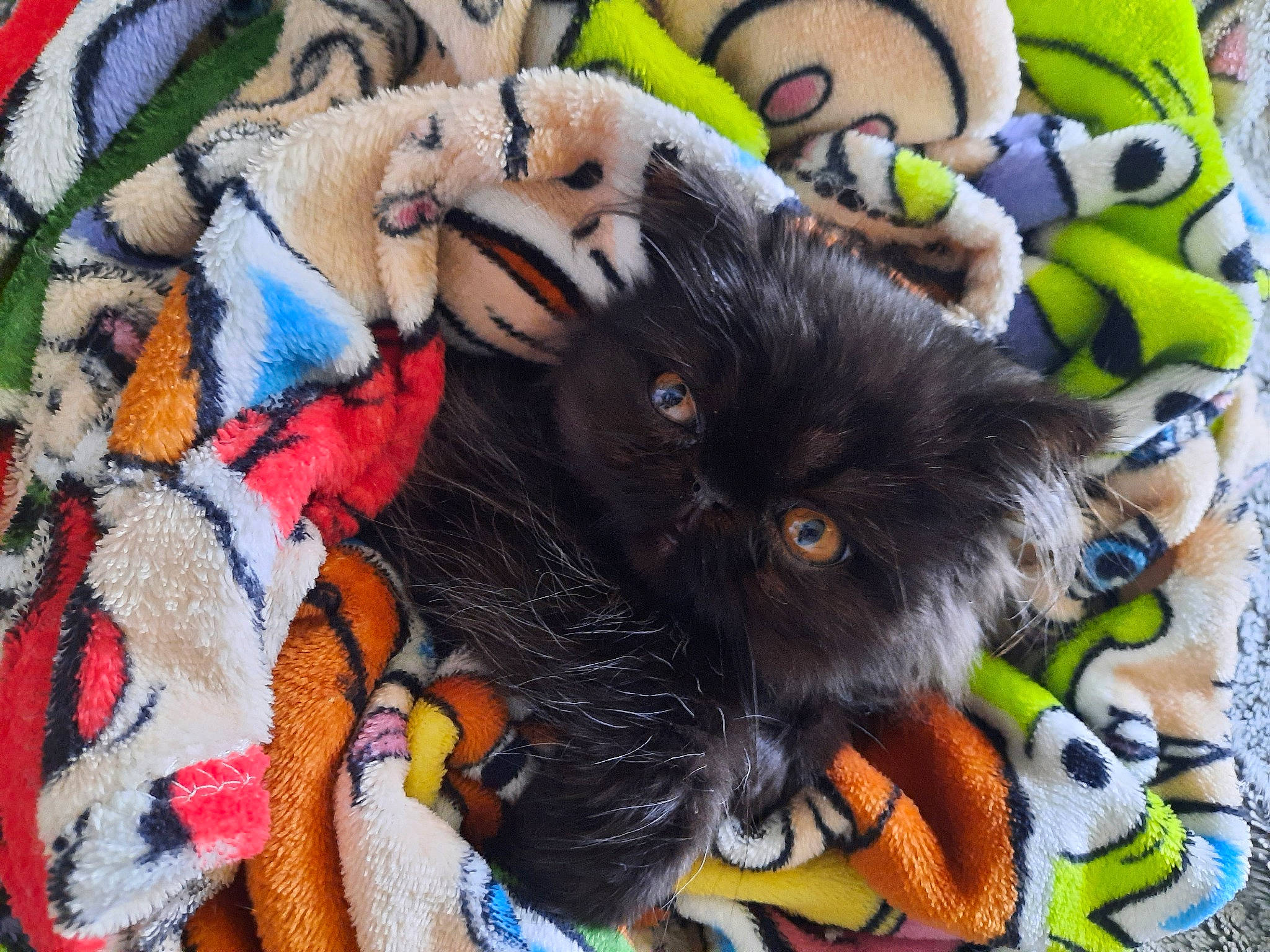 Shadow participe au concours pour gagner de l'argent avec cette photo : bag, carnivore, cat, comfort, felidae, fur, linens, mammal, orange, pattern, plush, small_to_medium_sized_cats, stuffed_toy, tail, textile, toy, vertebrate, whiskers, wool, woolen