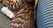 Baïko a rejoint le concours — aidez-le/la à gagner de superbes lots ! animal, bengal_cat, blanket, brown, cat, close_up, cozy, cushion, cute, feline, green_eyes, indoors, lying_down, pet, portrait, relaxed, sofa, spotted, striped, whiskers