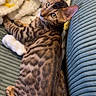 animal, bengal_cat, blanket, brown, cat, close_up, cozy, cushion, cute, feline, green_eyes, indoors, lying_down, pet, portrait, relaxed, sofa, spotted, striped, whiskers