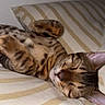 Baïko participe au concours pour gagner de l'argent avec cette photo : bed, bedding, bedroom, belly_up, cat, closed_eyes, cozy, cute, fur, indoors, lying_down, paws, pet, pillow, relaxed, resting, sleeping, striped_fur, tabby_cat, whiskers