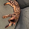 Baïko a rejoint le concours — aidez-le/la à gagner de superbes lots ! animal, bengal_cat, black, brown, cat, close_up, couch, cozy, cushion, feline, home, indoors, lying_down, pet, plush_toy, relaxed, sleeping, sofa, striped, tabby