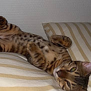 Baïko participe au concours pour gagner de l'argent avec cette photo : animal, bed, bedding, bedroom, belly, cat, feline, fur, green_eyes, indoor, lying_down, paws, pet, pillow, portrait, relaxed, spotted, striped, tabby, upside_down