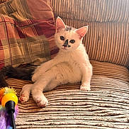 Evie joined the competition — help win amazing prizes! kitten, cat, pet, couch, furniture, plaid_pillow, toy, feather_toy, indoor, cozy, relaxed, white_cat, black_markings, curious, cute, small_animal, domestic_cat, striped_couch, living_room, resting