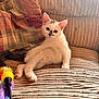 kitten, cat, pet, couch, furniture, plaid_pillow, toy, feather_toy, indoor, cozy, relaxed, white_cat, black_markings, curious, cute, small_animal, domestic_cat, striped_couch, living_room, resting