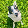 Lucky participe au concours pour gagner de l'argent avec cette photo : dog, grass, outdoor, pet, canine, sunlight, greenery, happy, playful, animal, nature, fur, tongue, sitting, summer, daylight, cute, companion, friendly, mammal