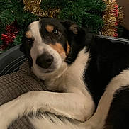 Lucky participe au concours pour gagner de l'argent avec cette photo : dog, pet, christmas_tree, tinsel, holiday, cushion, indoor, black_and_white, brown, resting, animal, fur, cozy, decorations, festive, closeup, relaxing, bed, comfort, home