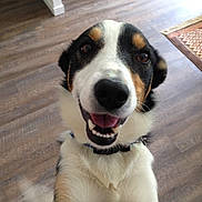 Lucky participe au concours pour gagner de l'argent avec cette photo : dog, smiling, happy, pet, canine, indoor, floor, wooden_floor, collar, close_up, fur, ears, tongue, teeth, playful, domestic_animal, friendly, looking_at_camera, animal, household