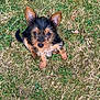 dog, puppy, grass, outdoor, animal, pet, ears, fur, brown, black, cute, looking_up, small_dog, adorable, nature, young, canine, sitting, alert, fluffy