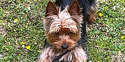 Milou participe au concours pour gagner de l'argent avec cette photo : dog, yorkshire_terrier, grass, flower, outdoor, pet, animal, playful, black_feather, fur, ears, tail, nature, cute, small_dog, canine, muzzle, walking, greenery, daylight