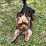 dog, yorkshire_terrier, grass, flower, outdoor, pet, animal, playful, black_feather, fur, ears, tail, nature, cute, small_dog, canine, muzzle, walking, greenery, daylight