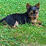 puppy, dog, grass, outdoor, animal, pet, young, cute, small, fur, ears, laying, nature, green, canine, mammal, adorable, alert, resting, ground