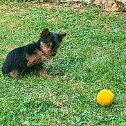 Milou participe au concours pour gagner de l'argent avec cette photo : puppy, dog, grass, yellow_ball, outdoor, pet, small_dog, playful, animal, nature, greenery, young_dog, cute, fur, ears, sitting, lawn, summer, garden, toy
