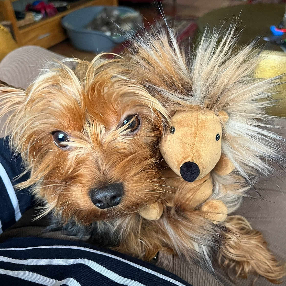 Milou participe au concours pour gagner de l'argent avec cette photo : adorable, animal, brown, close_up, companion, couch, cute, dog, eyes, face, fluffy, fur, furry, hedgehog_toy, indoor, nose, pet, snout, stuffed_toy, toy