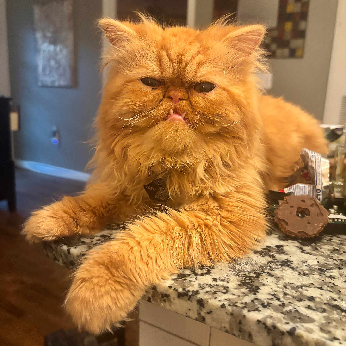 Ozzy is registered to the contest to win money with this photo: animal, cat, countertop, cute, domestic, ears, fangs, feline, fluffy, fur, granite, grumpy_face, home, indoor, orange_cat, pet, relaxed, resting, table, whiskers