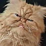 cat, fluffy, orange_cat, grumpy_face, pet, animal, fur, whiskers, closeup, portrait, indoor, cute, feline, expression, squinty_eyes, domestic_cat, mammal, face, hairy, adorable