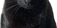 Réglisse participe au concours pour gagner de l'argent avec cette photo : black_cat, cat, pet, feline, animal, yellow_eyes, whiskers, fur, close_up, portrait, sitting, indoor, cute, domestic_cat, looking, ears, nose, face, mammal, alert