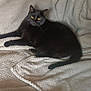 black_cat, cat, pet, animal, feline, yellow_eyes, relaxing, blanket, indoor, cozy, fur, whiskers, tail, resting, cute, domestic_animal, quiet, calm, soft_texture, laying_down