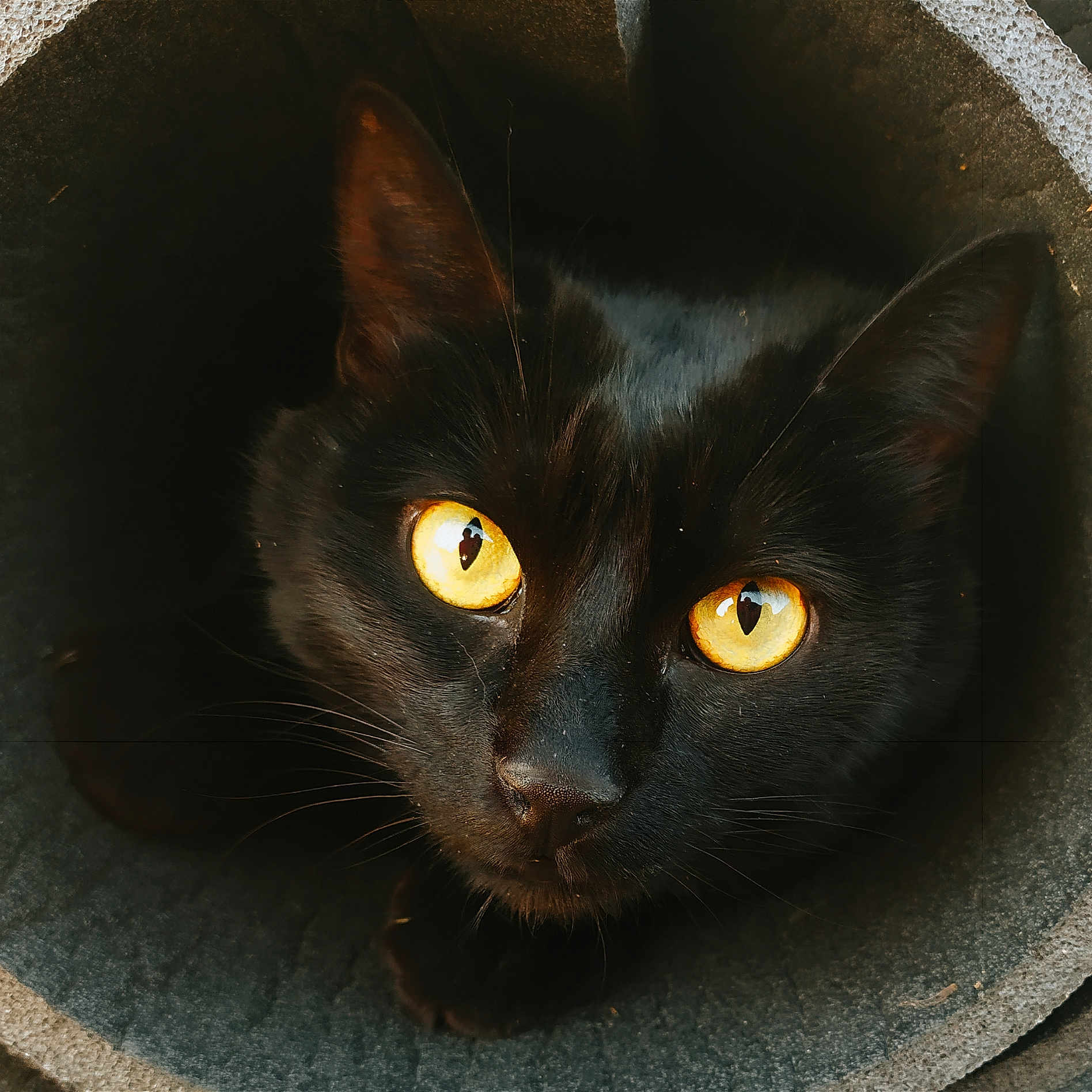 Réglisse a rejoint le concours — aidez-le/la à gagner de superbes lots ! animal, black_cat, black_fur, cat, close_up, curious, cute, dark_background, ears, feline, golden_eyes, indoor, looking_up, mystery, nose, pet, portrait, shadow, texture, whiskers