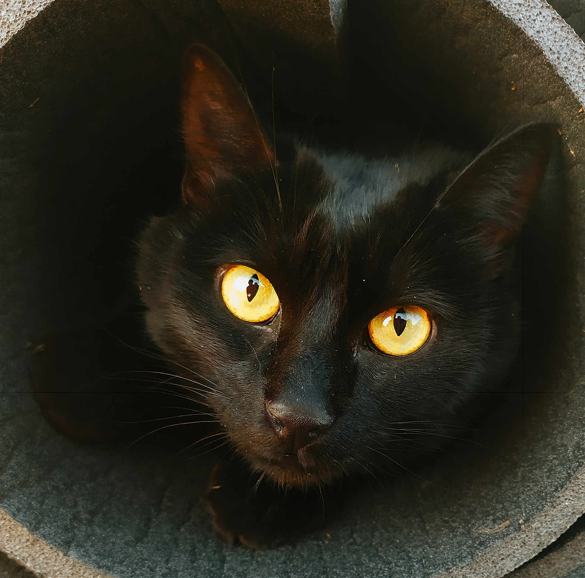 Réglisse a rejoint le concours — aidez-le/la à gagner de superbes lots ! black_cat, cat, animal, pet, close_up, golden_eyes, whiskers, portrait, dark_background, texture, feline, looking_up, cute, curious, indoor, mystery, shadow, black_fur, ears, nose