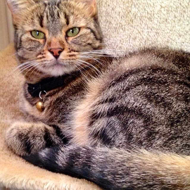 Bibu