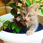 Chanel participe au concours pour gagner de l'argent avec cette photo :