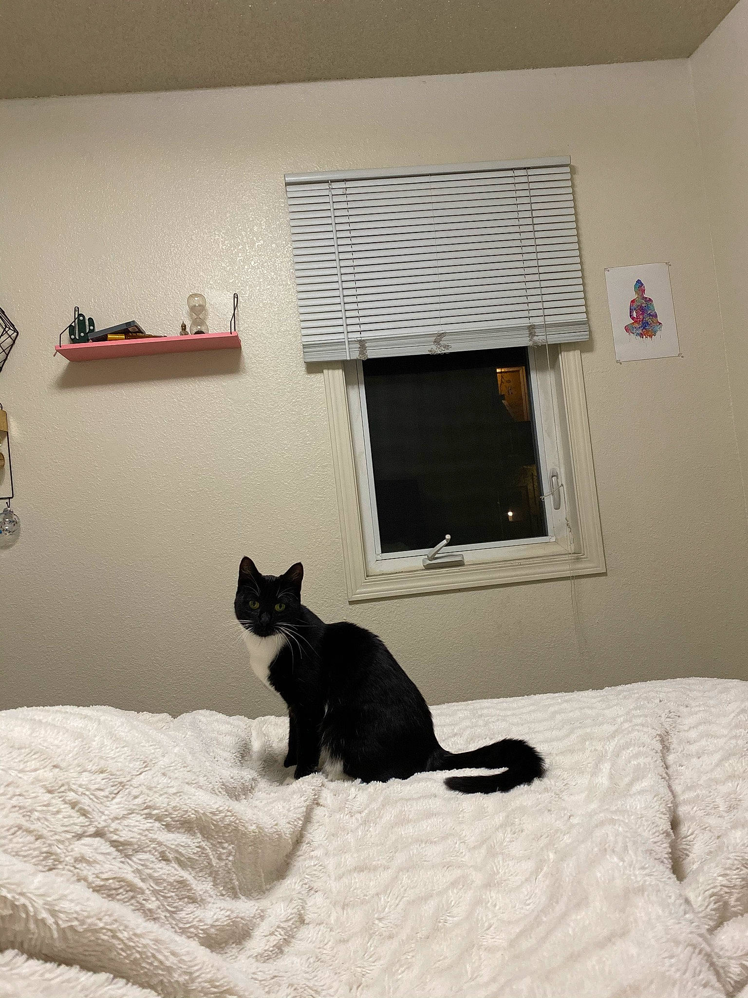 Baja joined the competition — help win amazing prizes! black_cat, carnivore, cat, comfort, domestic_short_haired_cat, felidae, floor, flooring, grey, interior_design, linens, room, shade, small_to_medium_sized_cats, tail, tints_and_shades, wall, whiskers, window, wood