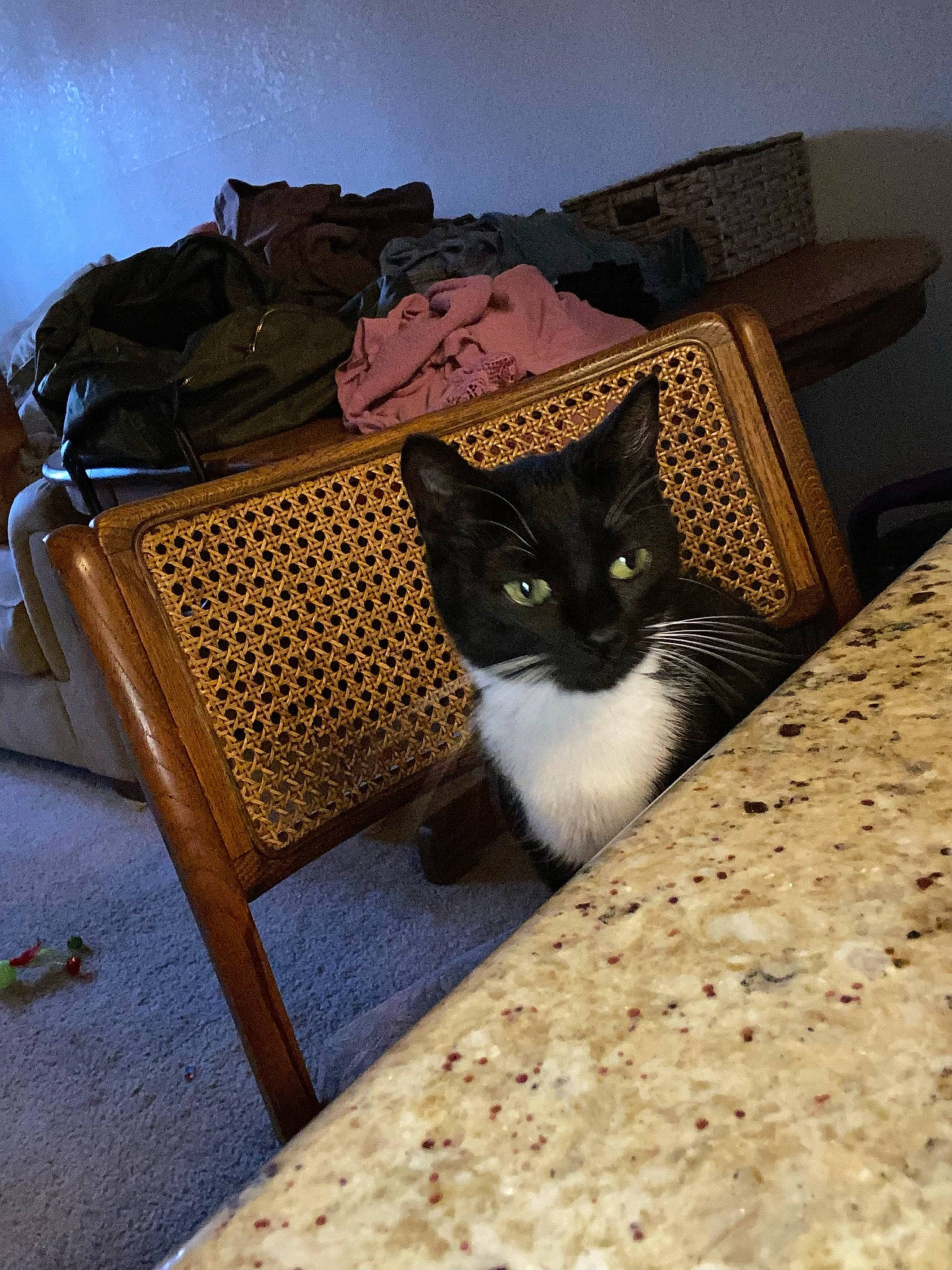 Baja is registered to the contest to win money with this photo: bag, carnivore, cat, comfort, couch, fawn, felidae, floor, flooring, furniture, grey, hardwood, luggage_and_bags, outdoor_furniture, small_to_medium_sized_cats, textile, tints_and_shades, wall, whiskers, wood