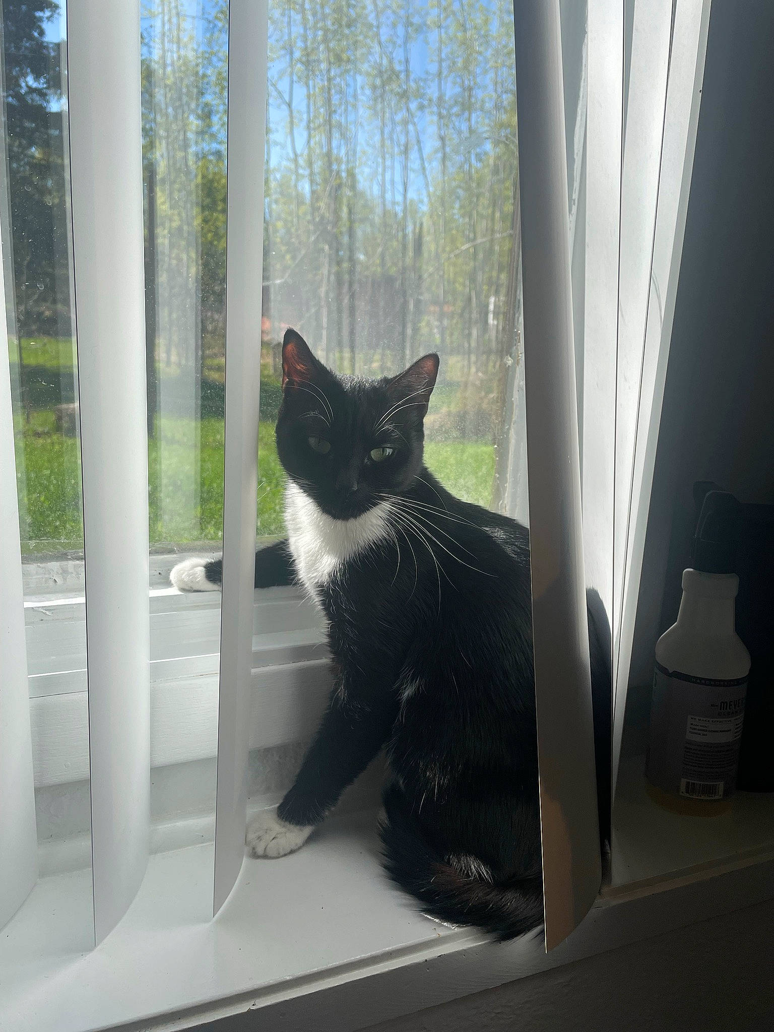 Baja joined the competition — help win amazing prizes! carnivore, cat, curtain, door, felidae, floor, grey, house, mammal, plant, small_to_medium_sized_cats, snout, stairs, tail, tints_and_shades, tree, whiskers, window, window_blind, wood