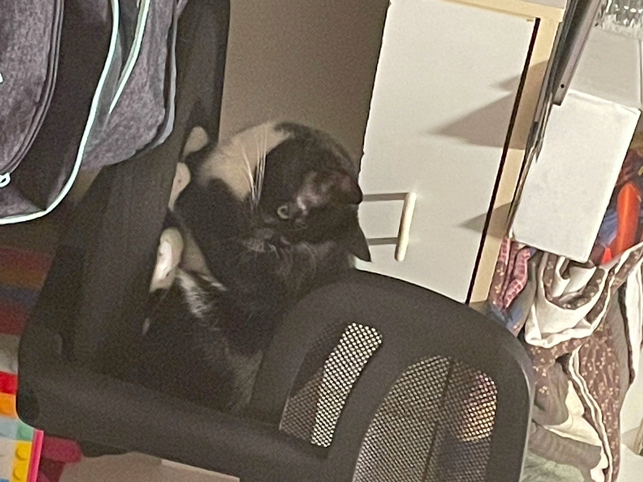 Baja joined the competition — help win amazing prizes! audio_equipment, auto_part, automotive_design, bag, baggage, car_seat, chair, comfort, companion_dog, dog_breed, eyewear, felidae, flooring, linens, luggage_and_bags, personal_protective_equipment, room, sitting, small_to_medium_sized_cats, sunglasses