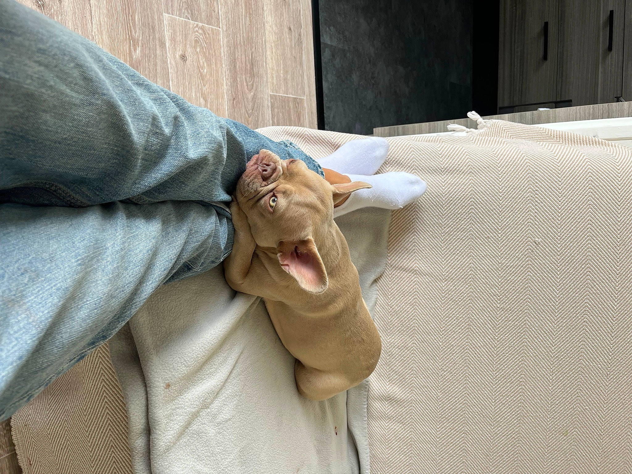 Milla participe au concours pour gagner de l'argent avec cette photo : carnivore, comfort, companion_dog, fawn, felidae, foot, fur, human_leg, knee, linens, mammal, nail, room, small_to_medium_sized_cats, terrestrial_animal, vertebrate, whiskers, wood, wrinkle, yawn