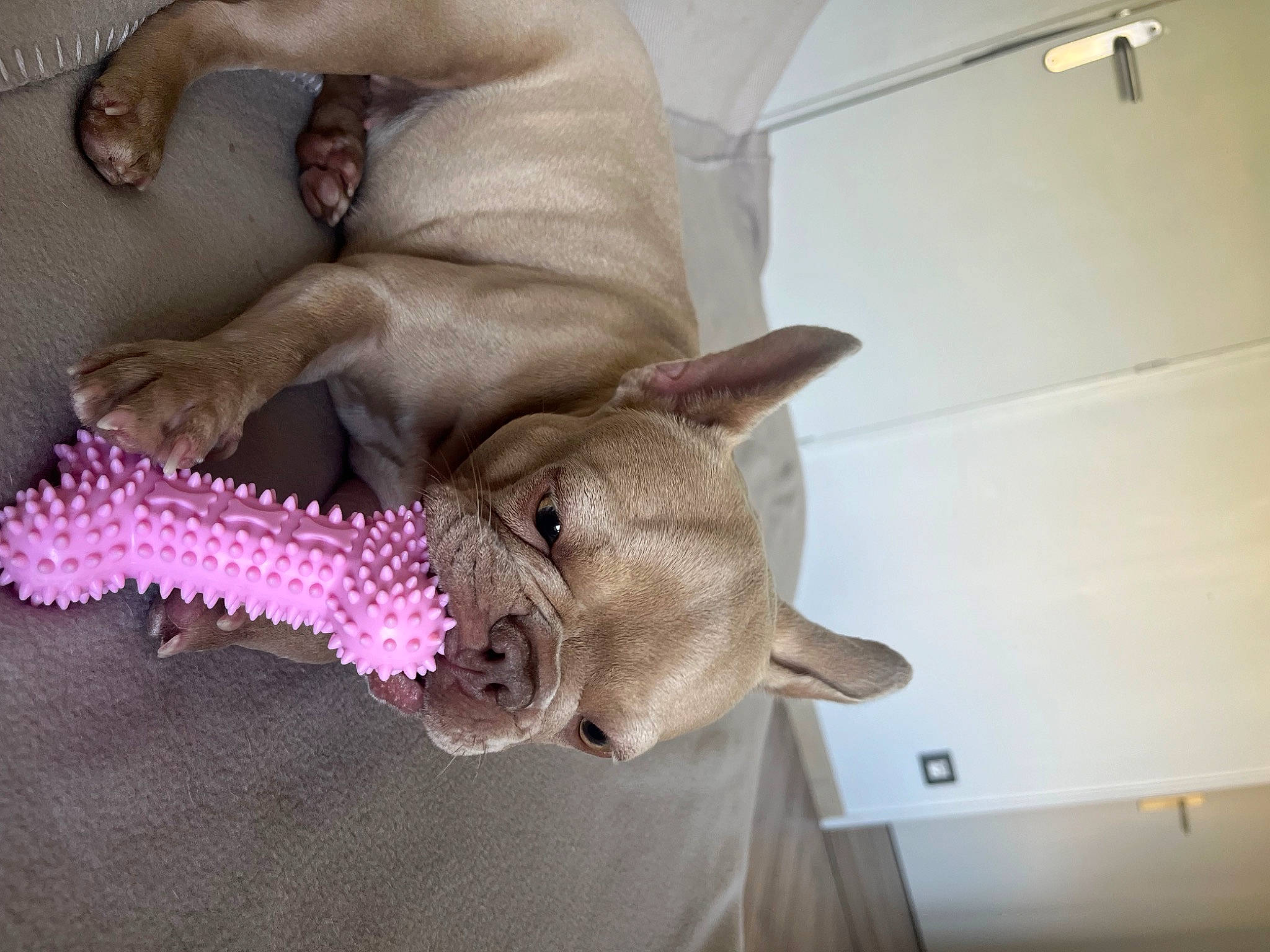 Milla participe au concours pour gagner de l'argent avec cette photo : baby_toys, canidae, companion_dog, dog_breed, fawn, felidae, fur, linens, magenta, paw, plush, room, small_to_medium_sized_cats, snout, stuffed_toy, tail, thread, toy, whiskers, wool