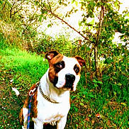 Kadju a rejoint le concours — aidez-le/la à gagner de superbes lots ! animal, brown, canine, collar, curious, daylight, dog, fur, grass, ground, leaf, leash, nature, outdoor, path, pet, portrait, sitting, tree, white