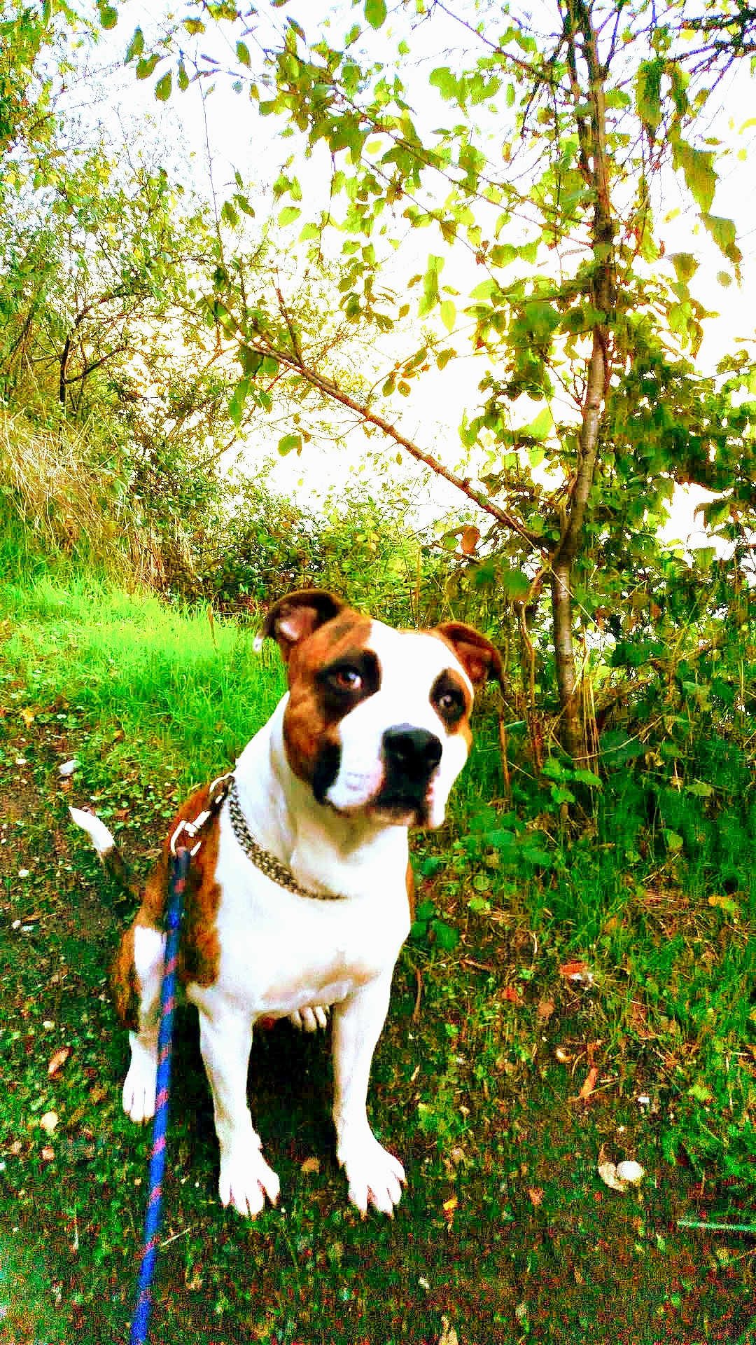 Kadju a rejoint le concours — aidez-le/la à gagner de superbes lots ! animal, brown, canine, collar, curious, daylight, dog, fur, grass, ground, leaf, leash, nature, outdoor, path, pet, portrait, sitting, tree, white