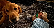 Brayden is registered to the contest to win money with this photo: baby, bedroom, blanket, carpet, cozy, dog, domestic_animal, dresser, floor, furniture, golden_retriever, indoors, newborn, pacifier, pet, resting, sleeping, swaddle, television, wood_floor