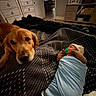 baby, bedroom, blanket, carpet, cozy, dog, domestic_animal, dresser, floor, furniture, golden_retriever, indoors, newborn, pacifier, pet, resting, sleeping, swaddle, television, wood_floor