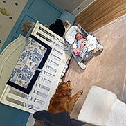 Brayden is registered to the contest to win money with this photo: baby, baby_bedding, baby_rocker, blue_wall, carpet, crib, dog, furniture, golden_retriever, home, indoor, infant, newborn, nursery, peaceful, pet, quilt, resting, stuffed_animal, wood_floor