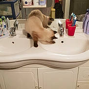 Oscar participe au concours pour gagner de l'argent avec cette photo : bathroom, bathtub, carnivoran, cat, cat_like_mammal, floor, flooring, furniture, interior_design, mammal, plumbing_fixture, room, sink, small_to_medium_sized_cats, table, tap, toilet_seat