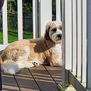 Paisley joined the competition — help win amazing prizes! dog, deck, wooden_floor, white_railings, sunlight, shadow, outdoor, fence, greenery, pet, relaxing, fluffy, canine, summer, daylight, resting, collar, paw, backyard, hidden_face
