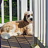 dog, deck, wooden_floor, white_railings, sunlight, shadow, outdoor, fence, greenery, pet, relaxing, fluffy, canine, summer, daylight, resting, collar, paw, backyard, hidden_face