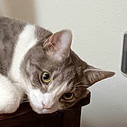 Trout joined the competition — help win amazing prizes! cat, pet, feline, animal, grey_and_white, lying_down, wooden_surface, indoor, curious, close_up, whiskers, ears, green_eyes, grooming_brush, fur, resting, domestic_cat, looking, portrait, household