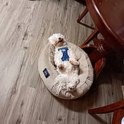 Jasper is registered to the contest to win money with this photo: dog, pet_bed, wooden_floor, blue_harness, relaxed, indoor, furniture, table, chair, broom, cozy, lying_down, white_dog, small_dog, flooring, home, domestic, fur, resting, sleeping